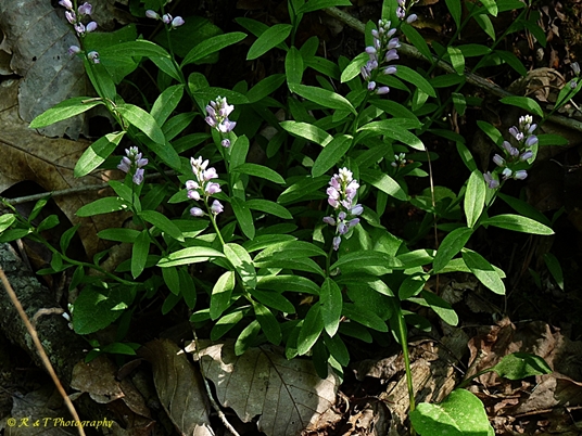 {Polygala polygama}